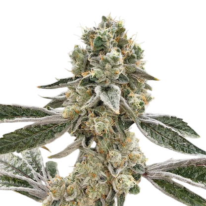 Slightly Seeded Flower