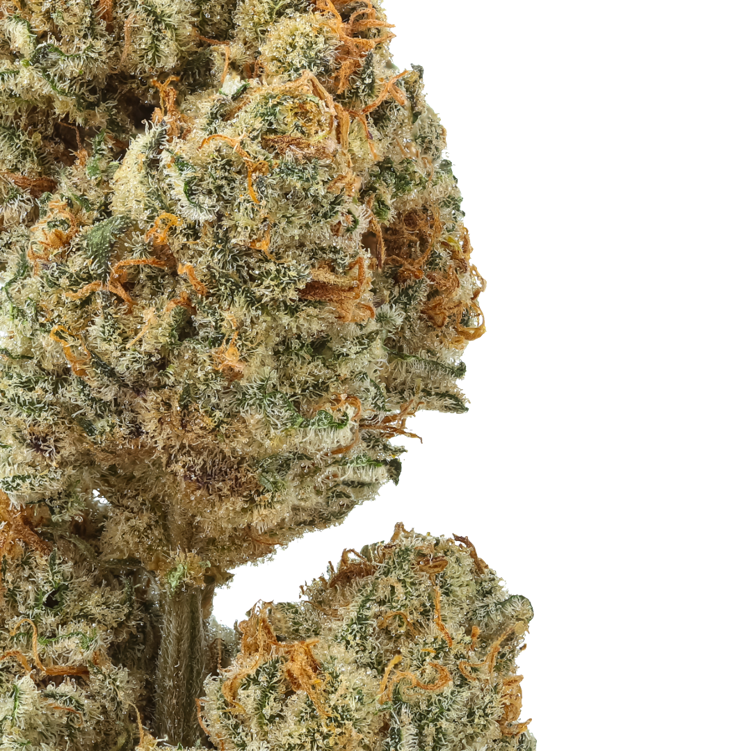 Blueberry Lobster : Small Batch