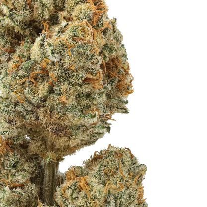 Blueberry Lobster : Small Batch