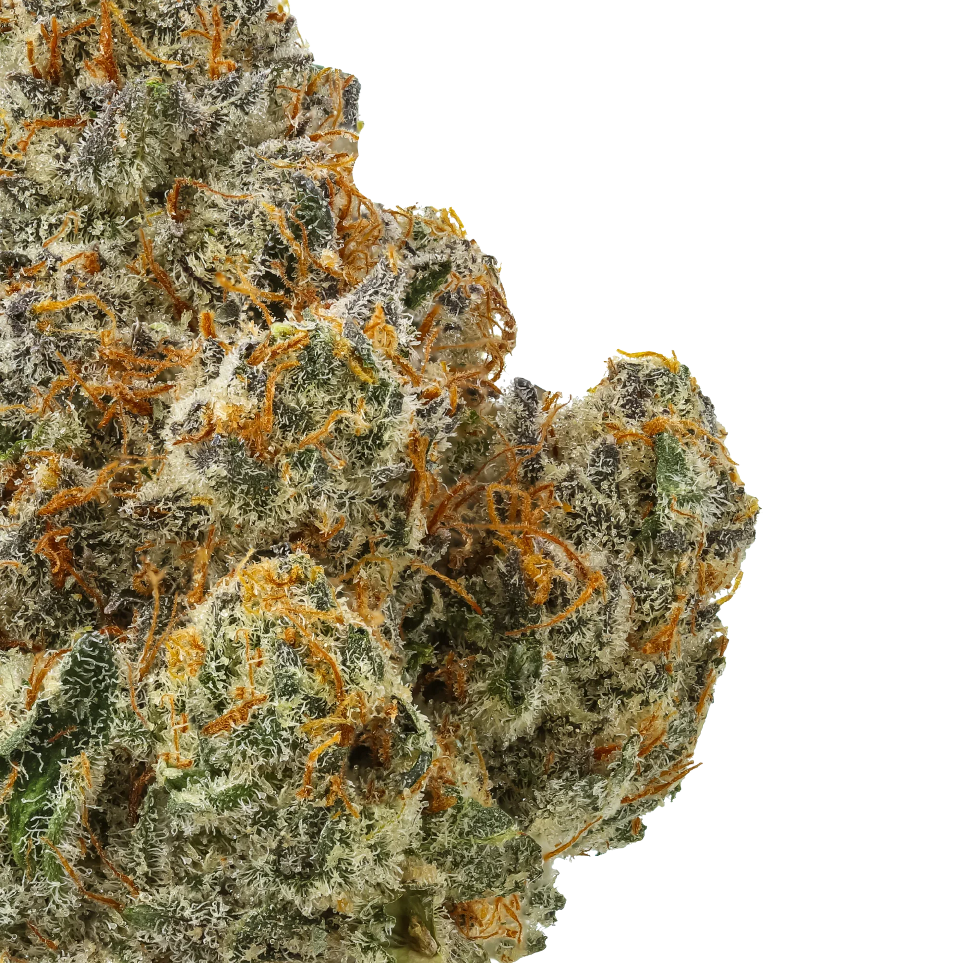 Close-up of frosty cannabis bud with orange hairs on black background