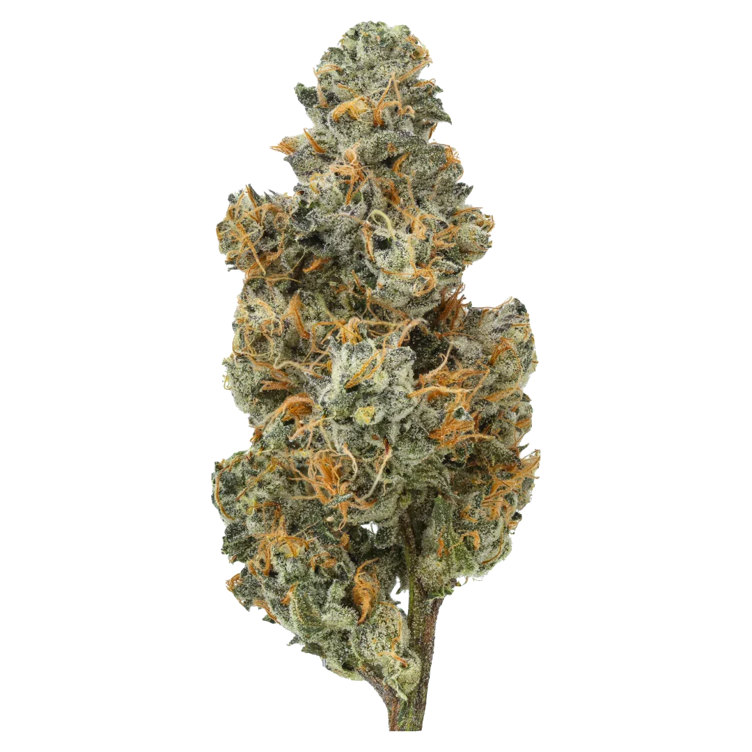 Close-up of Bubblegum x Chem cannabis bud with orange hairs and frosty trichomes