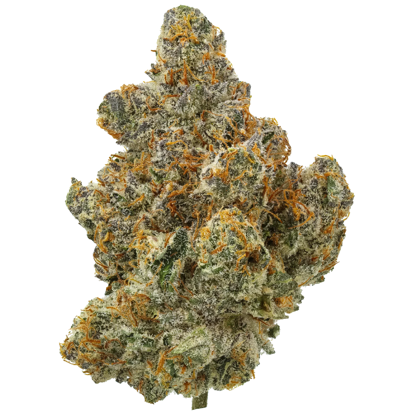 Close-up of a dense cannabis bud with frosty trichomes and orange hairs