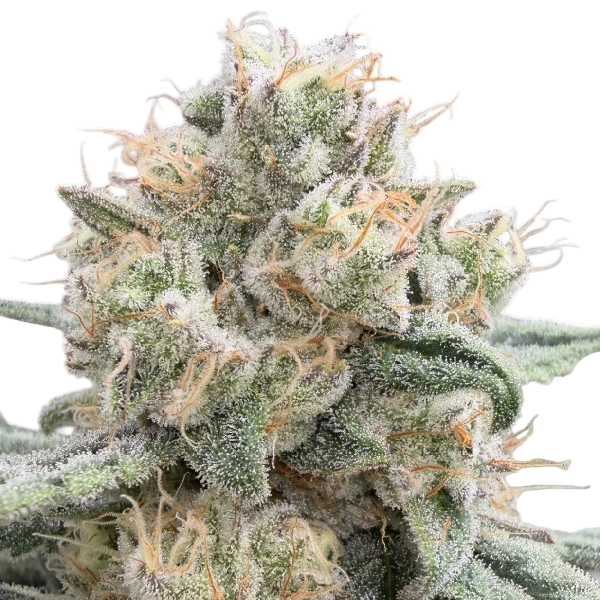 Candy Shish: Small Batch