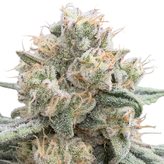 Candy Shish: Small Batch