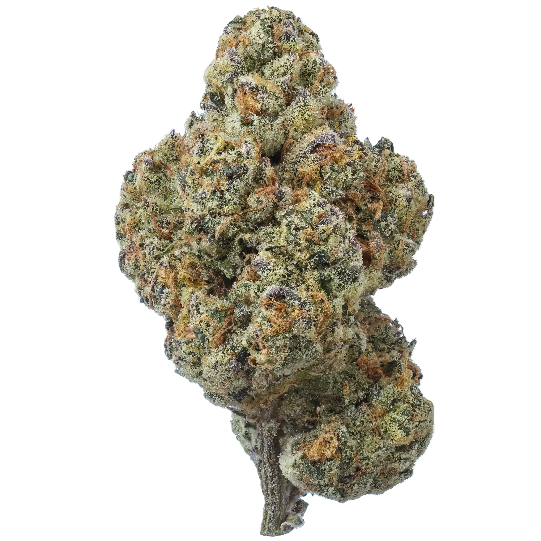 Coconut Cream harvested flower, as labeled by the cited photo source