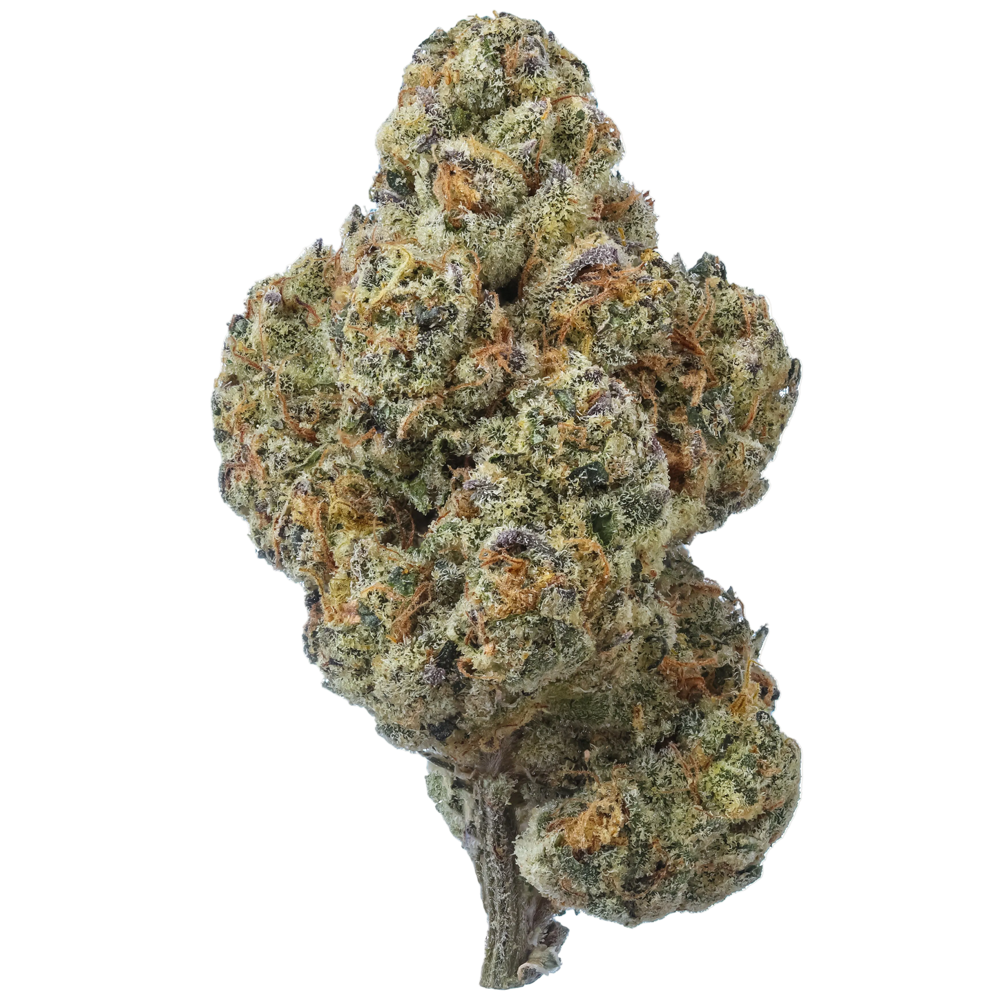Coconut Cream