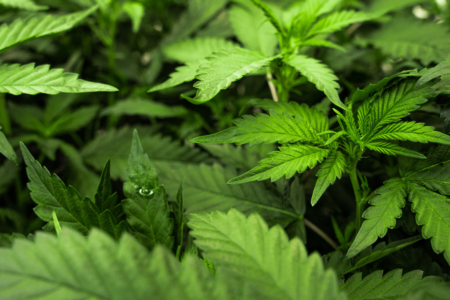 Close-up of green cannabis leaves with a blurred background
