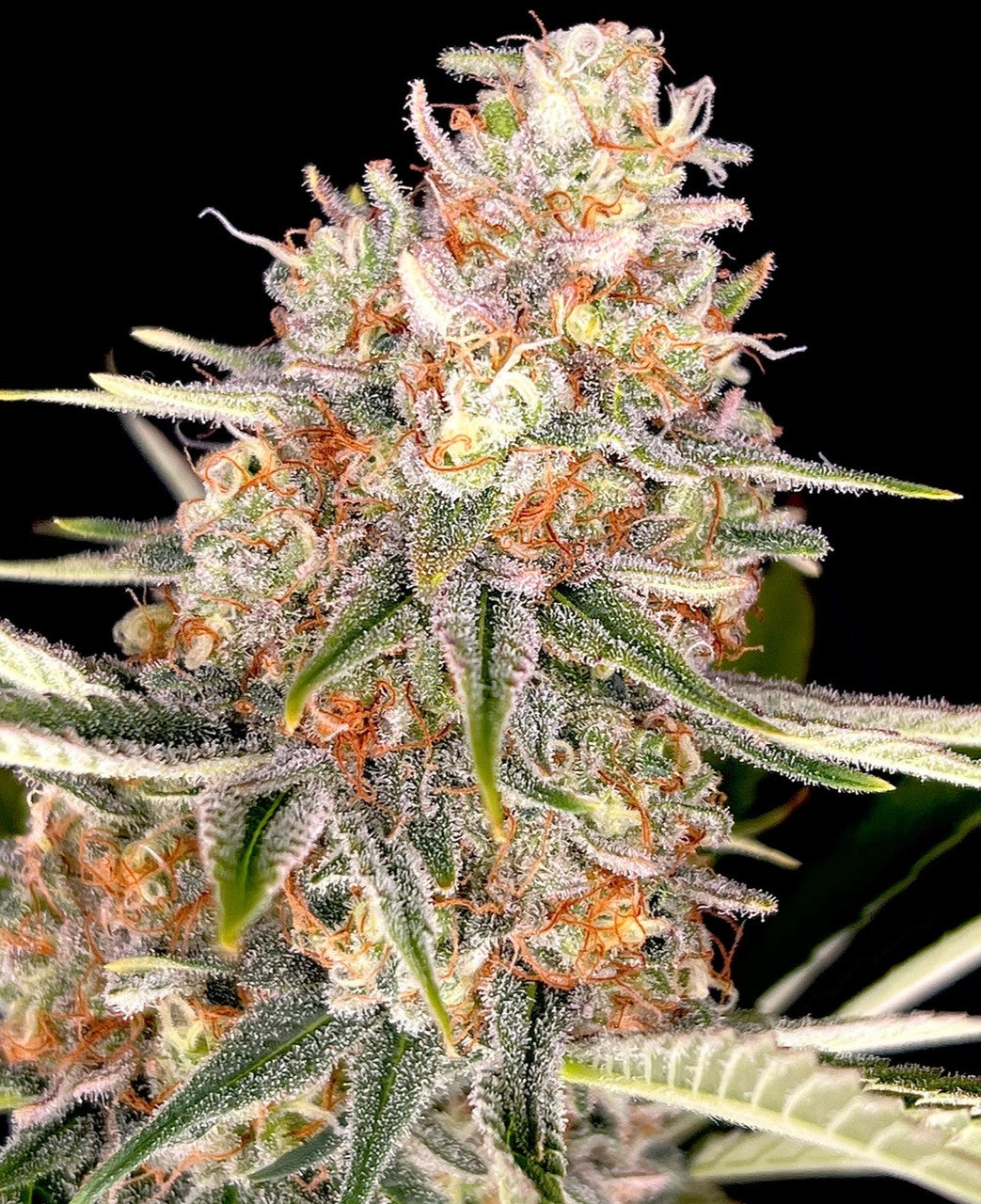 Lemon Shiver (Fabled x Britney's Frozen Lemons)