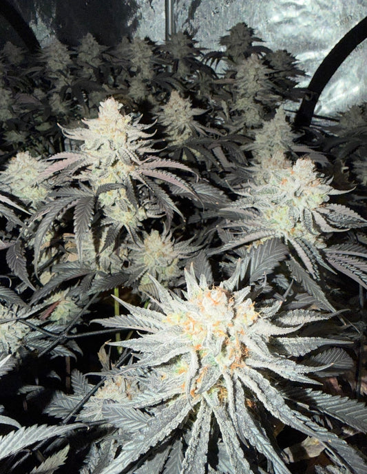 Type 2 Clones — Flows Cookies
