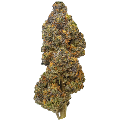 Gelato 41 (G41)