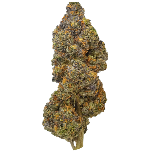 Gelato 41 (G41)