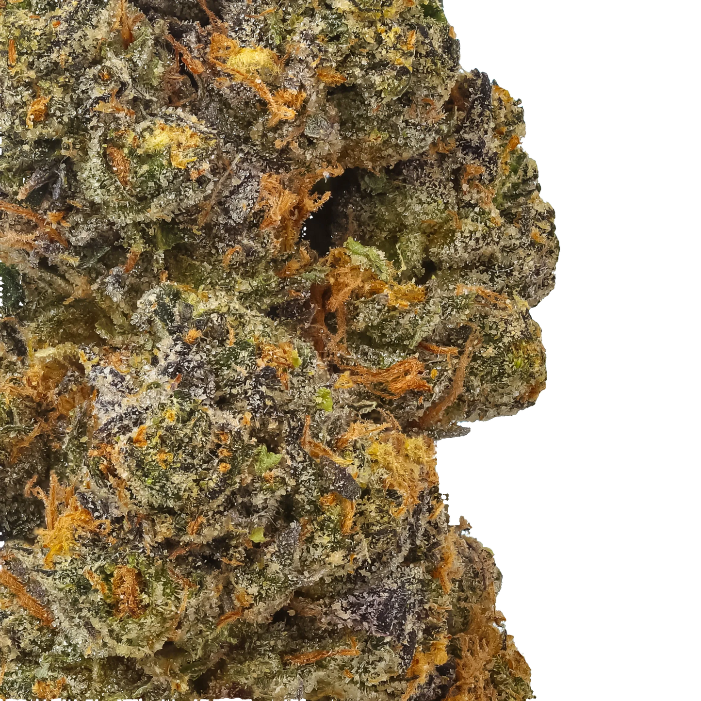 Gelato 41 (G41)