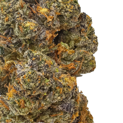 Gelato 41 (G41)