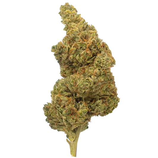 Gorilla Glue #4 flower bud