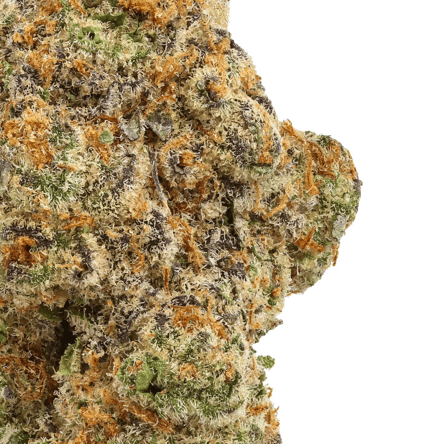 Glitter Bomb