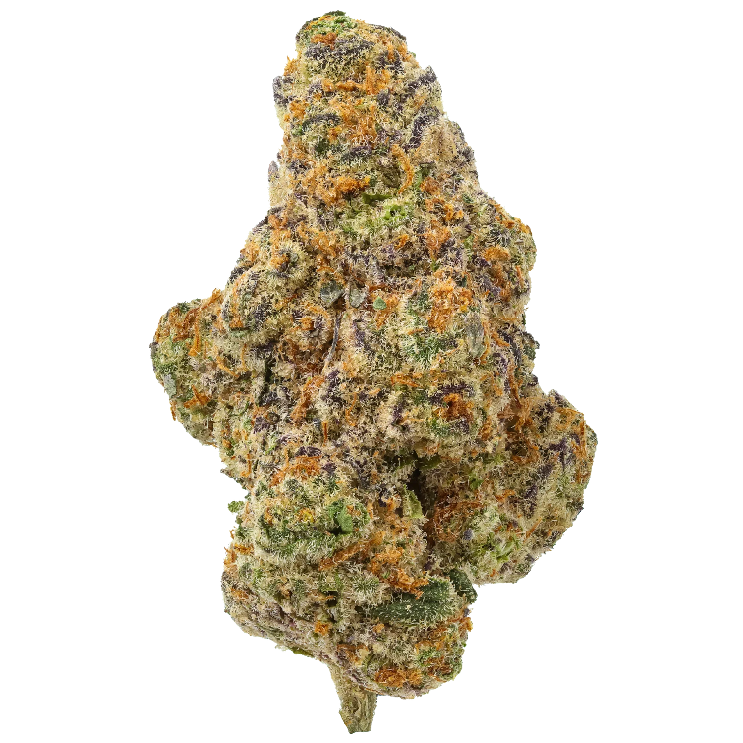 Close-up of Glitter Bomb cannabis bud with purple, green, and orange trichomes