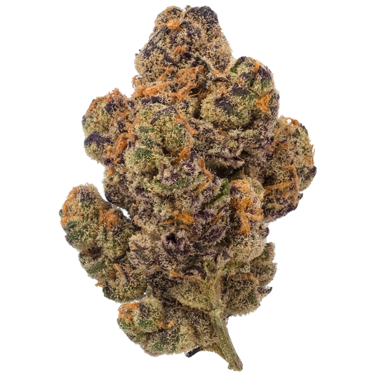 Glitter Bomb flower bud