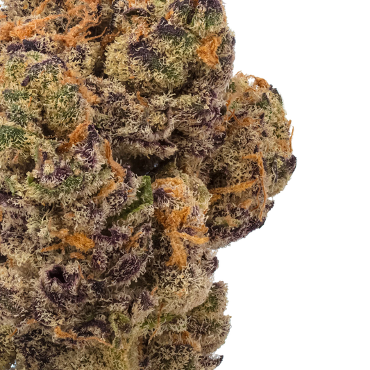 Glitter Bomb flower bud zoomed in
