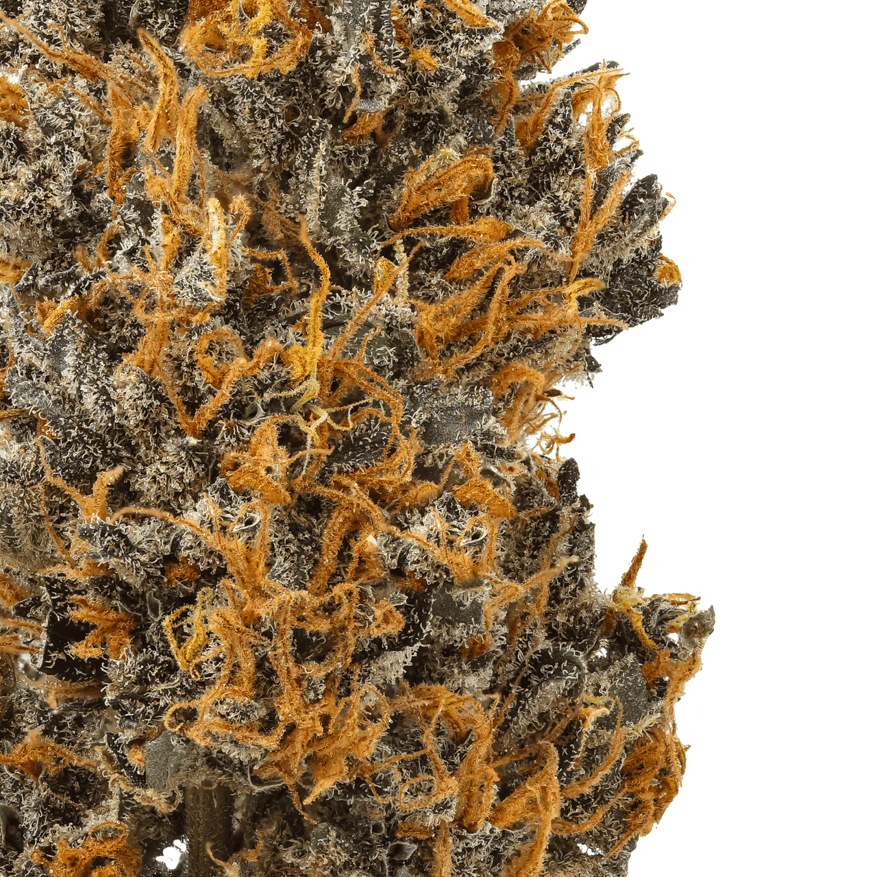 Granddaddy Purp : Small Batch