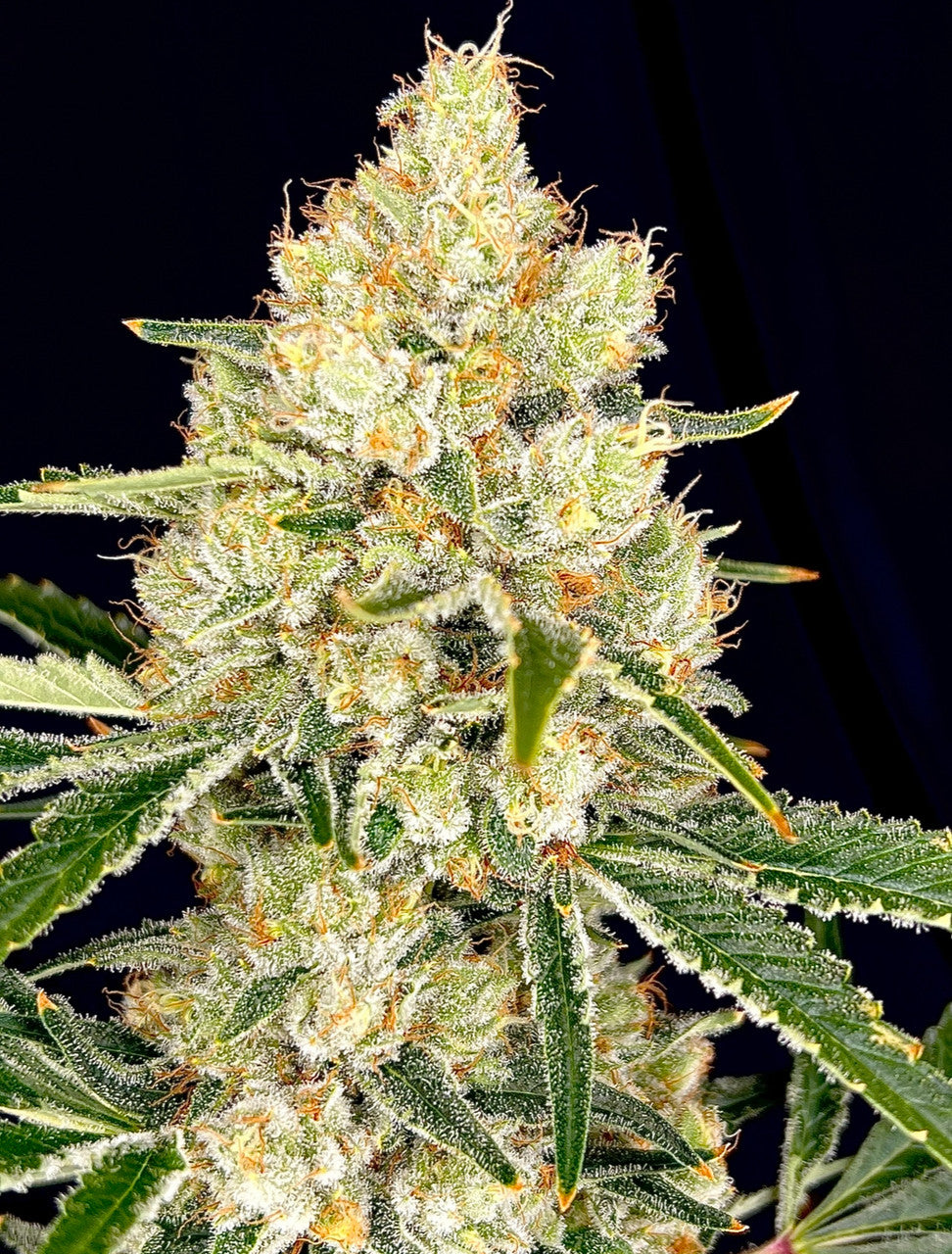 Fruit Salad (Grapefruit x Abacus)