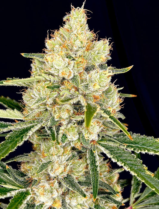Fruit Salad (Grapefruit x Abacus)