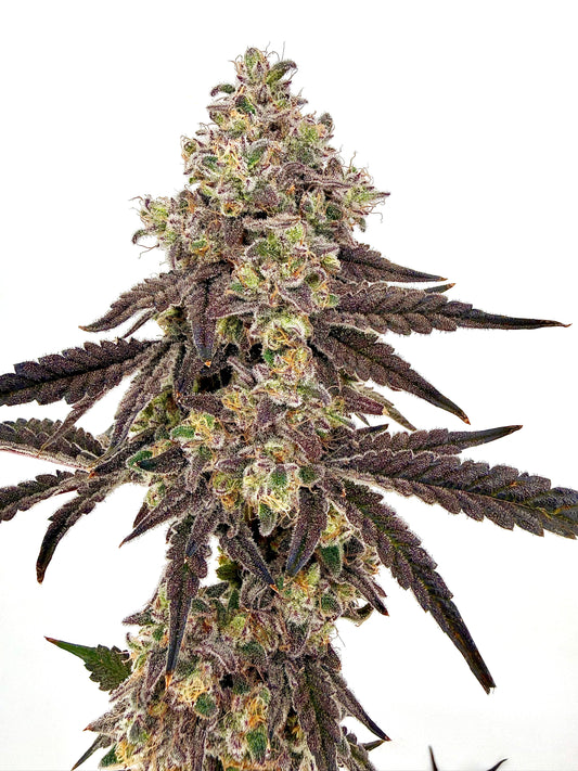 Bulk Feminized CBD Seeds