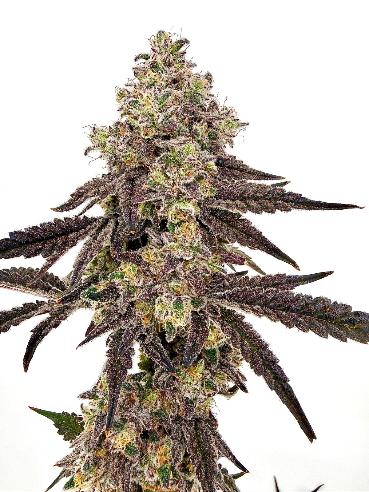 Type 3 Clones