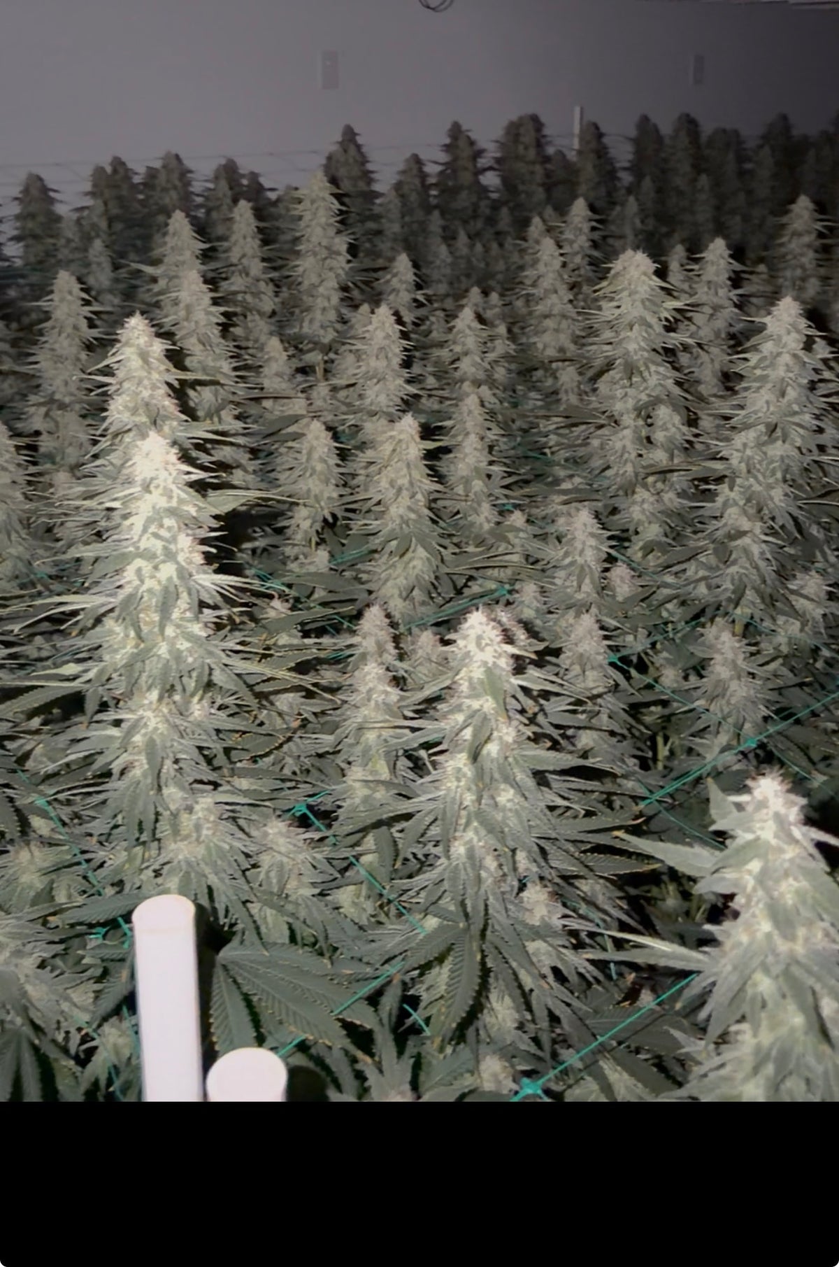 Type 3 Clones