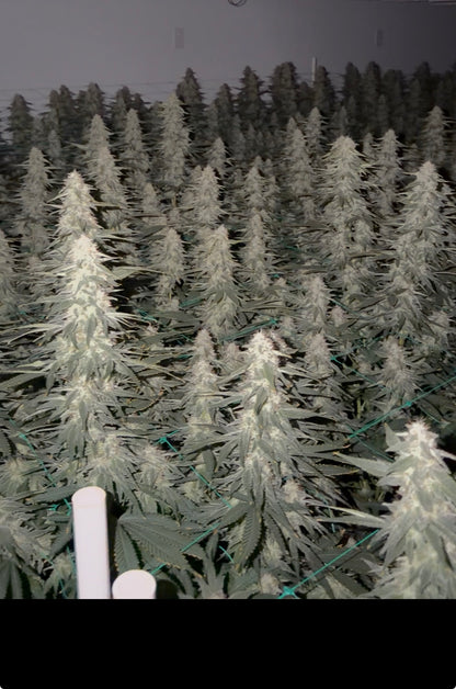 Type 3 Clones