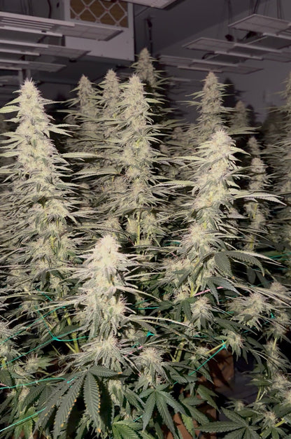Type 3 Clones