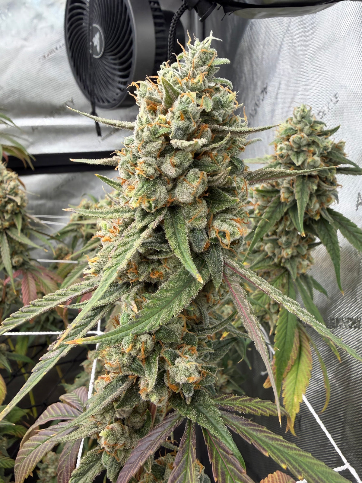 Type 1 Clones — Chemtrails