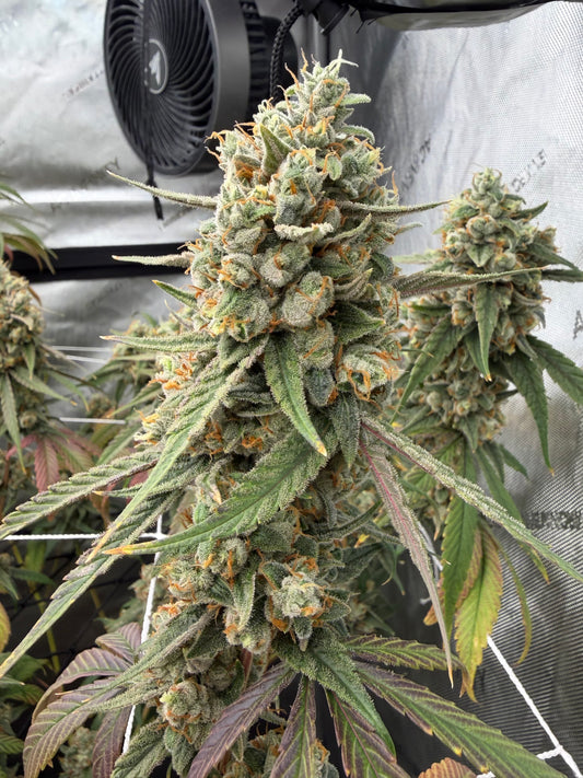 Type 1 Clones — Chemtrails
