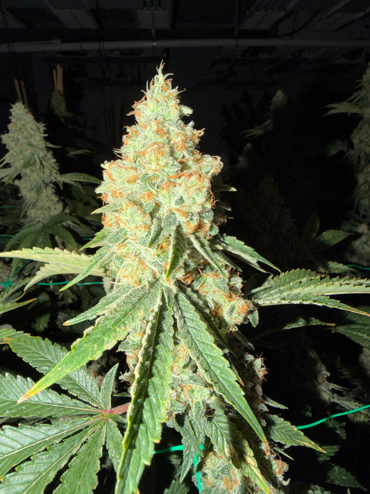 Type 3 Clones — Strawberry Lemon Kush