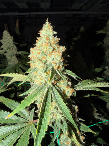 Type 3 Clones