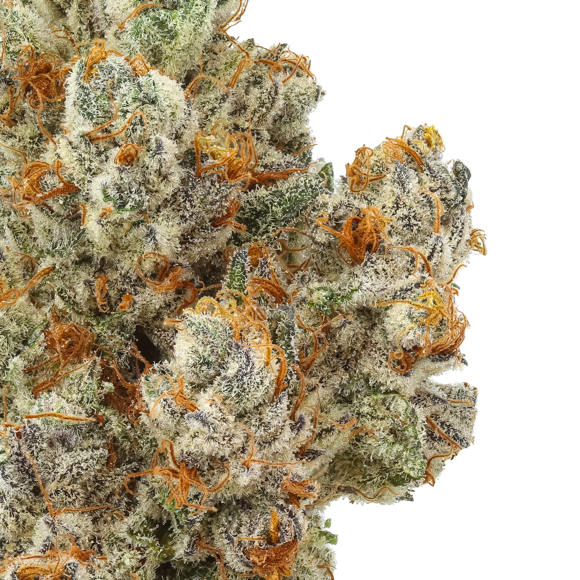 Close-up of a cannabis bud with orange trichomes