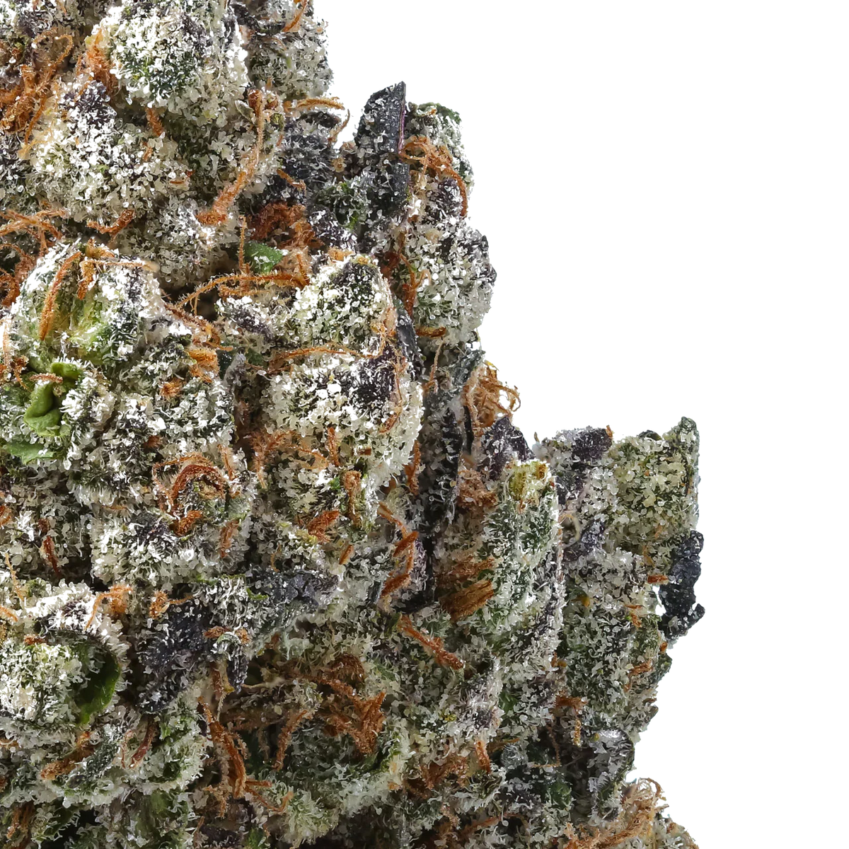 Close-up of frosty cannabis bud with purple, green, and orange pistils