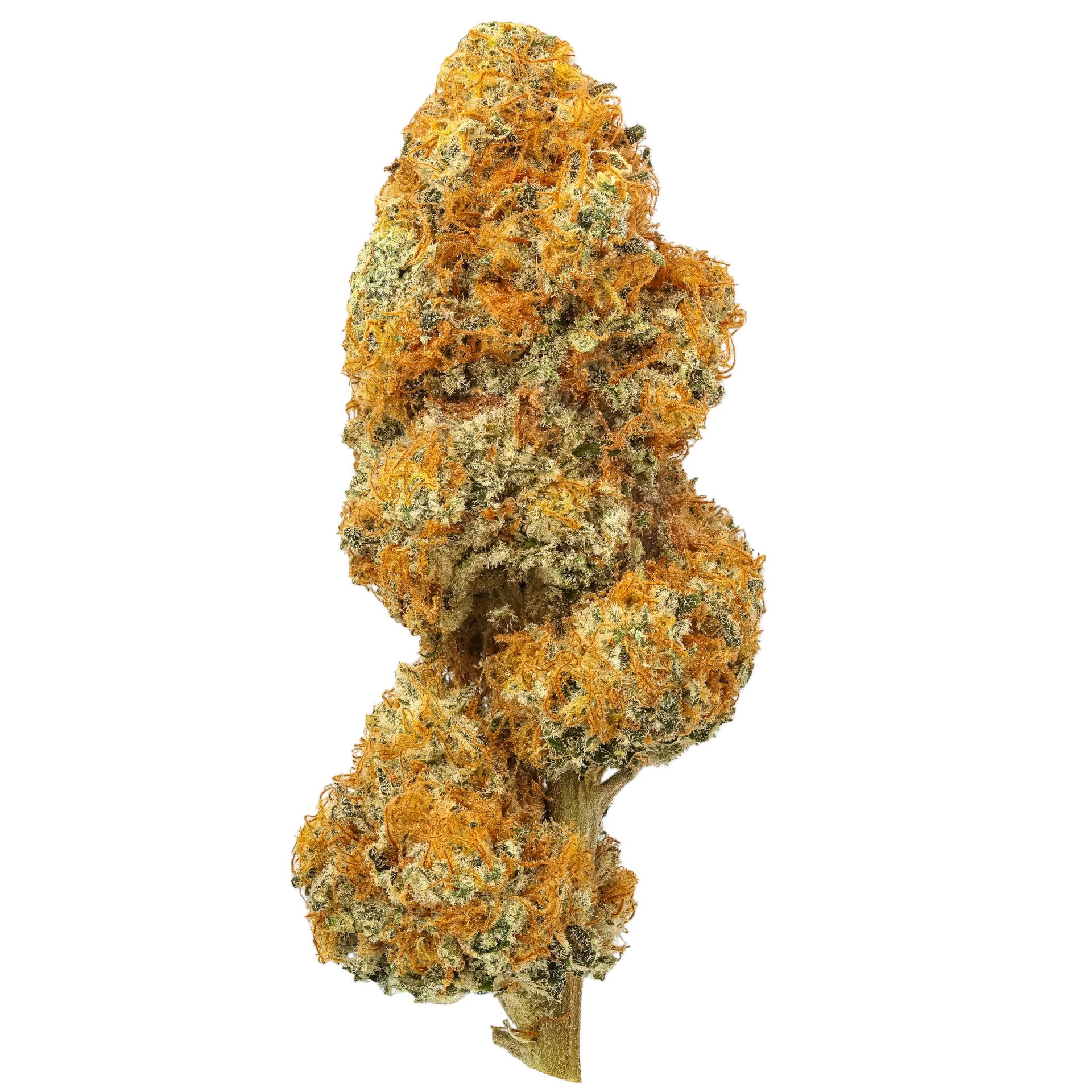 ハイブリッドテルペン JACK HERER 50ml（大麻由来×植物由来） Jack Herer | Flow Gardens