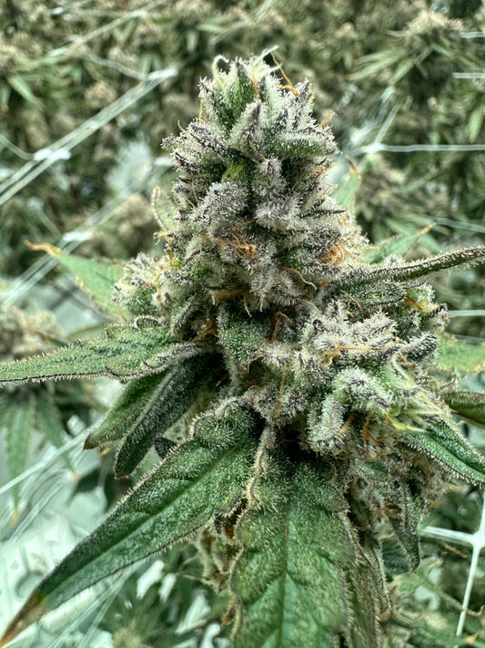 Johnny Meringue (Blue Meringue x Point Break)