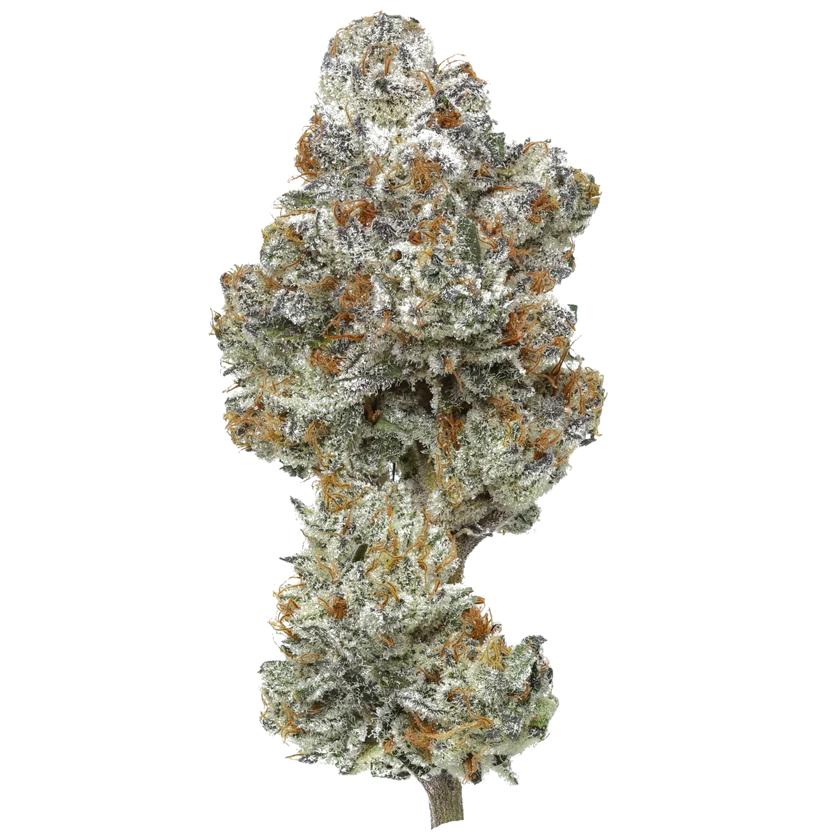 Close-up of frosty cannabis bud with orange hairs on a white background