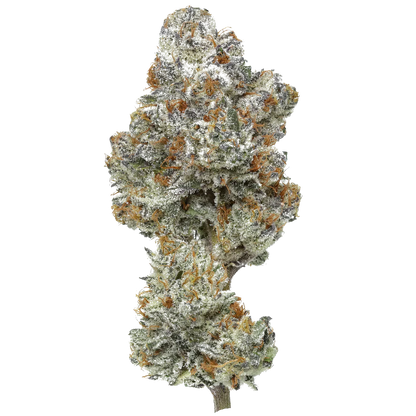 Close-up of frosty cannabis bud with orange hairs on a white background