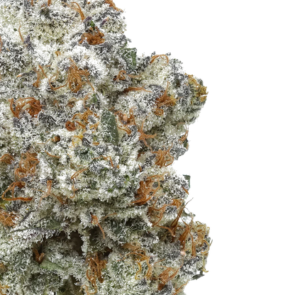 Close-up of frosty, trichome-covered cannabis bud with orange hairs on white background