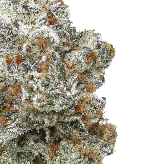 Close-up of frosty, trichome-covered cannabis bud with orange hairs on white background