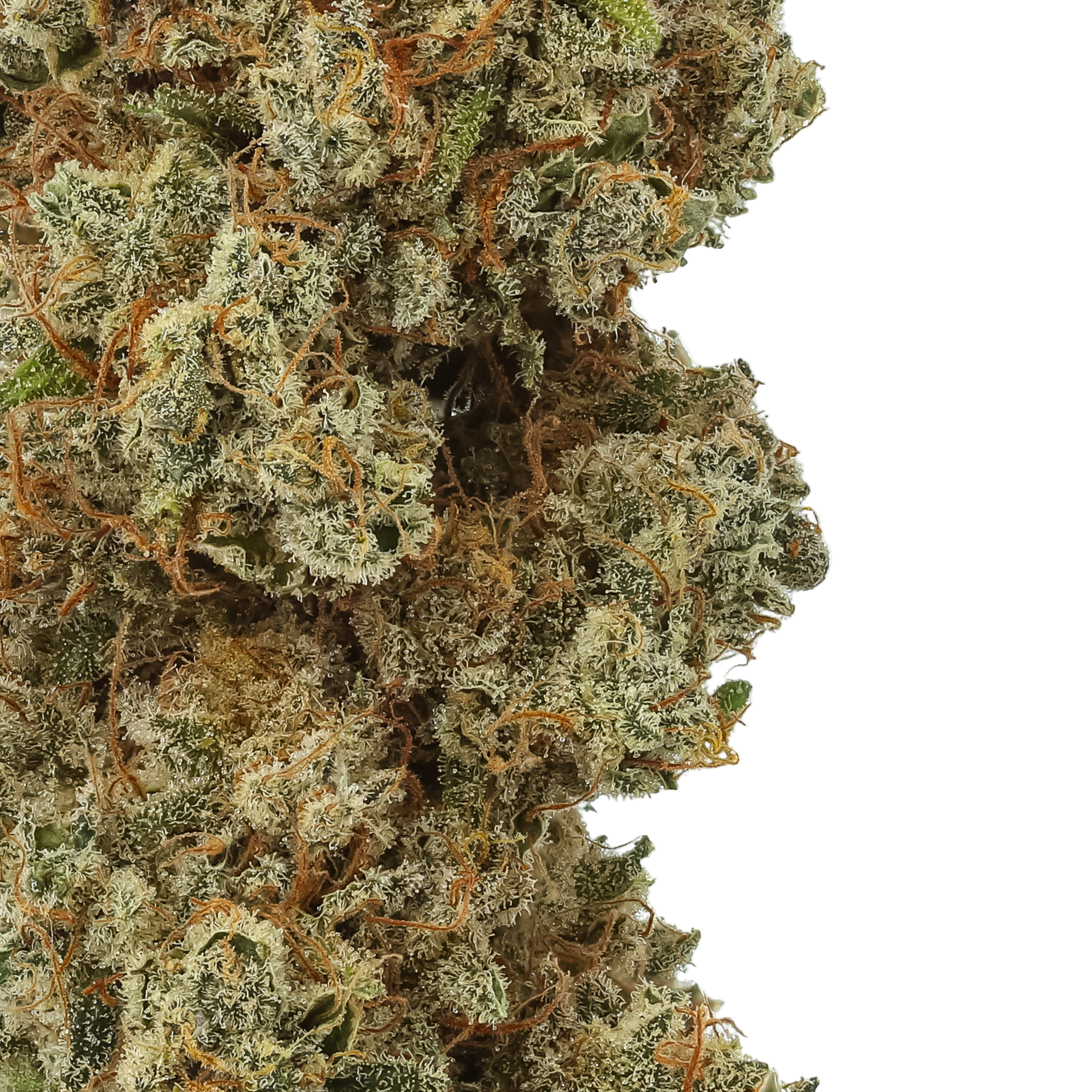 Close-up of cannabis bud