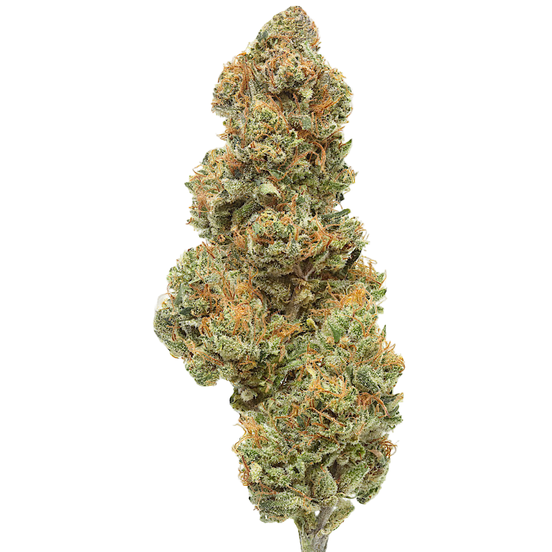 Close-up of a cannabis bud