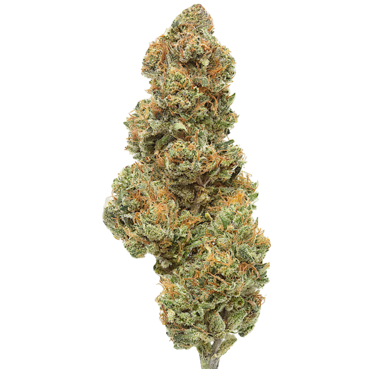 Close-up of a cannabis bud