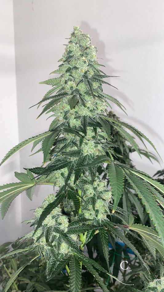 Type 1 Clones — Sour Spritzer #1