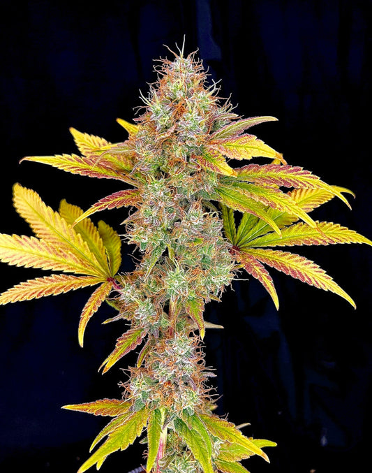 Orange Dreamsicle Seeds (Orange Glaze x Chem/GG#4/MAC)