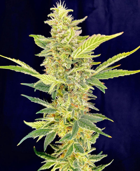 Tangerine Dream Seeds (Orange Glaze x Miracle Burn)