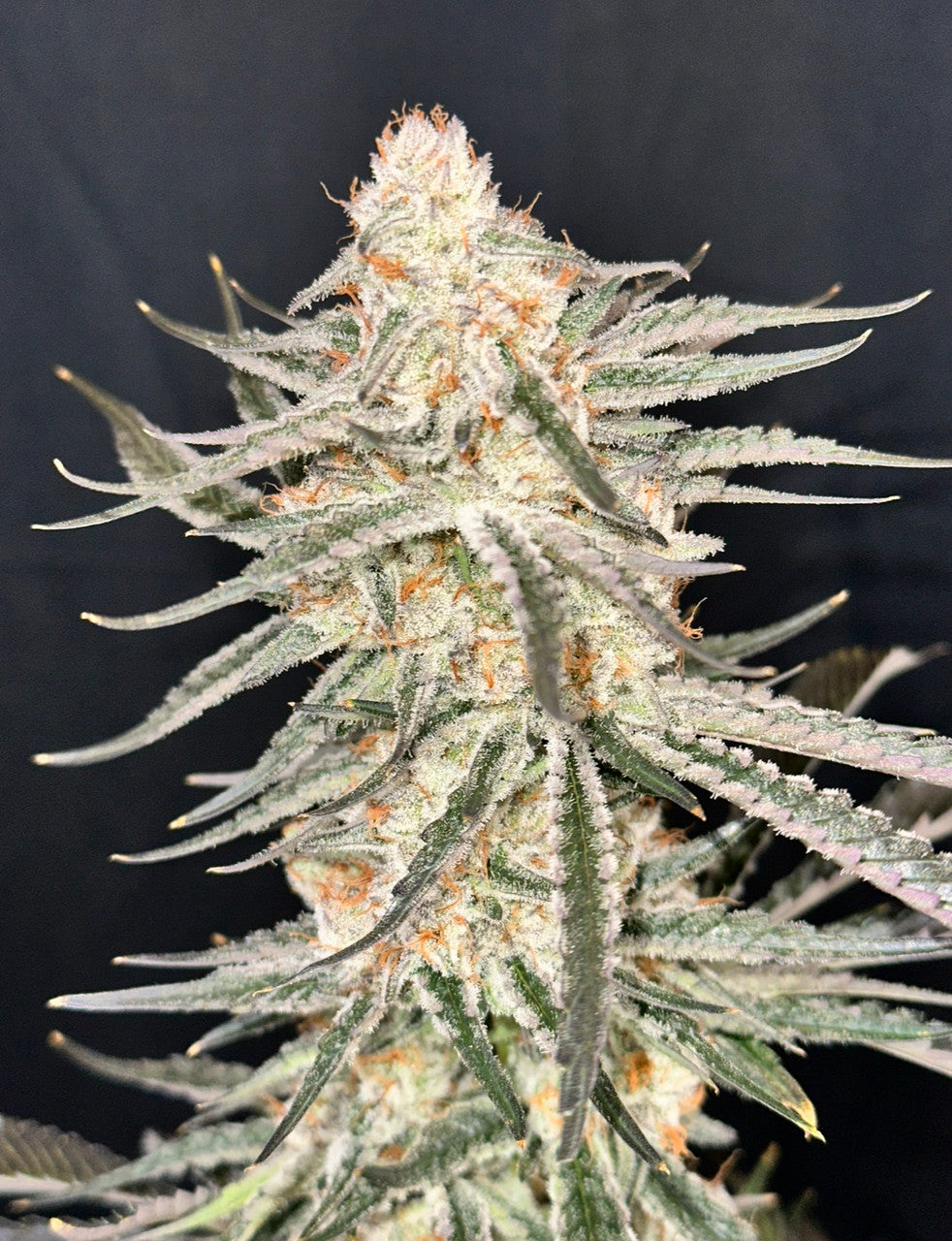 Aruba (Paradise OG x Miracle Burn)
