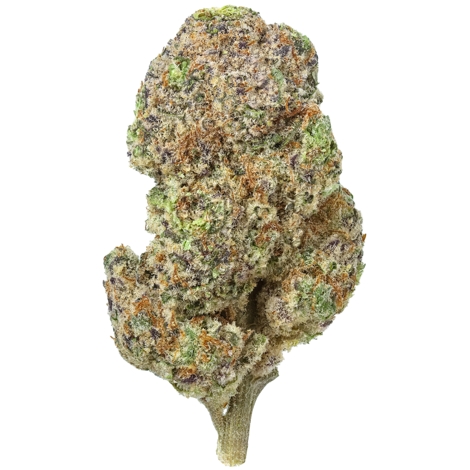 Close-up of a cannabis bud